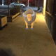 If you wonder why I keep talking about the Tauros it is because I caught one last night.